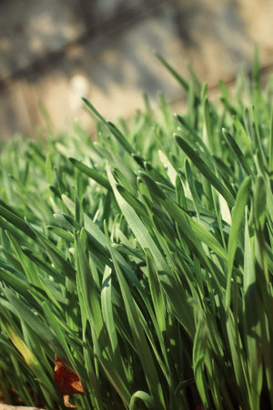 Barley grass