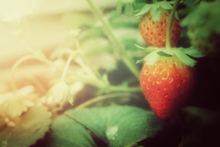Fresh strawberries in the gardenの写真素材