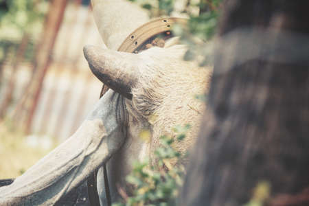 cow in a stable - ox eating grassの写真素材