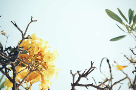 Yellow flowersの写真素材