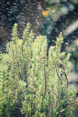 Rosemaryの写真素材