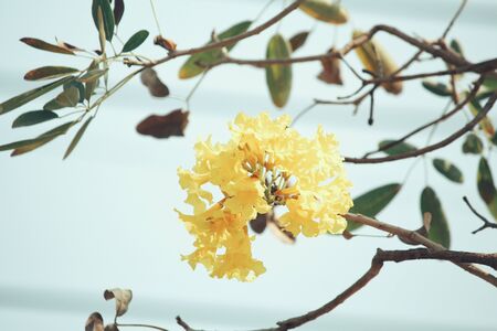 Yellow flowersの写真素材