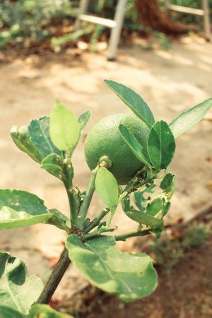 Green lemon on the tree