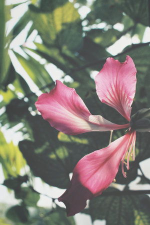 Pink flowers