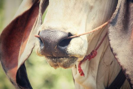 cow in a stable - ox eating grassの写真素材