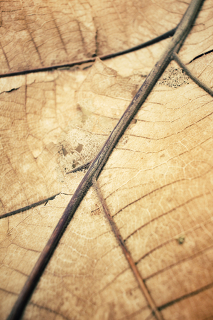 Dried leavesの写真素材