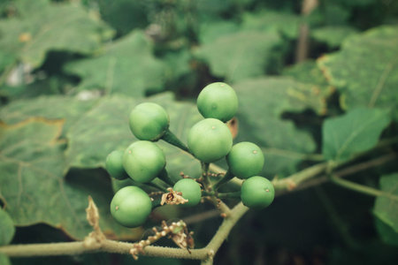 Eggplantの写真素材