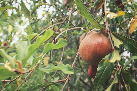 Pomegranate fruitの写真素材