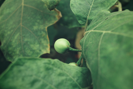 Eggplantの写真素材