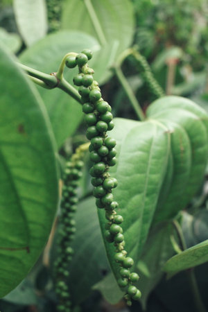Fresh green peper on peper treeの写真素材
