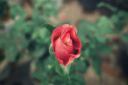 Red roseの写真素材