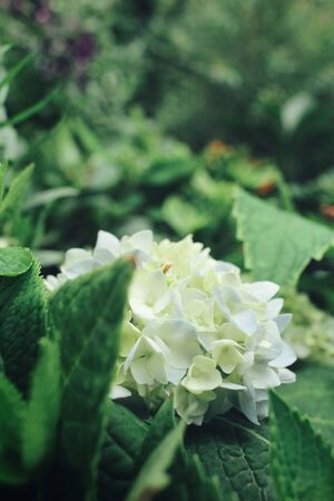 Hydrangeas flowersの写真素材