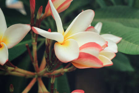 White frangipani flower on treeの写真素材