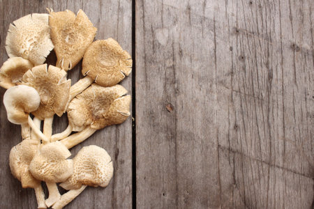 Mushroom