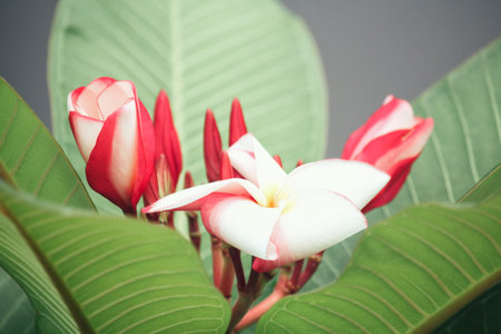 White frangipani flowerの写真素材