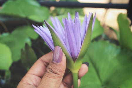 Selfie of hand with lotus flowerの写真素材