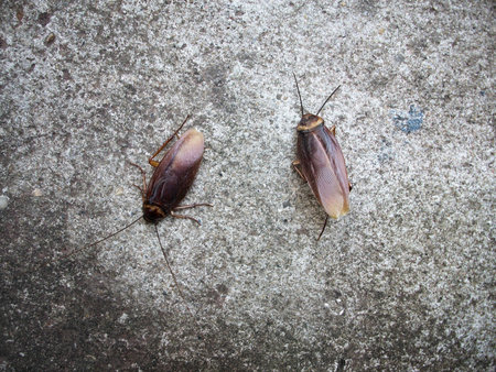 Close up of cockroach