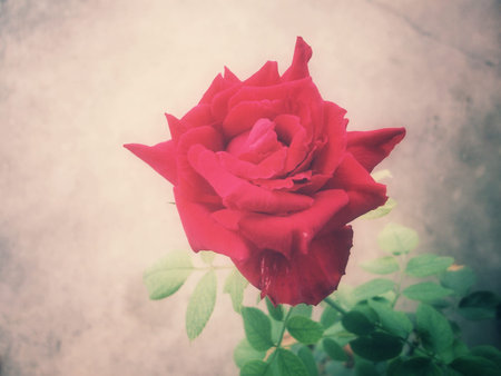 Red roseの写真素材