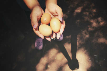 Eggs on handsの写真素材