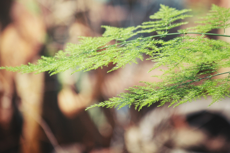 Fern leavesの写真素材