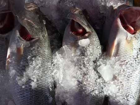 Fresh fishの写真素材