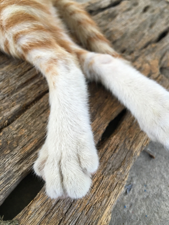 Feet of catの写真素材