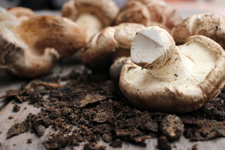 Shiitake mushroomの写真素材