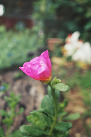 Pink flowersの写真素材