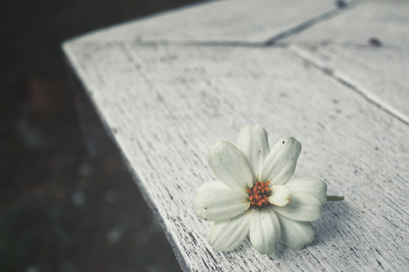 White flowerの写真素材