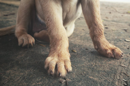 Dog footの写真素材
