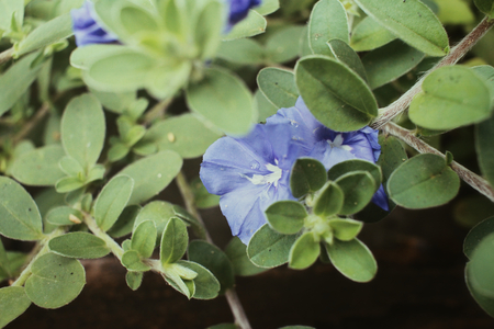 Purple flowerの写真素材