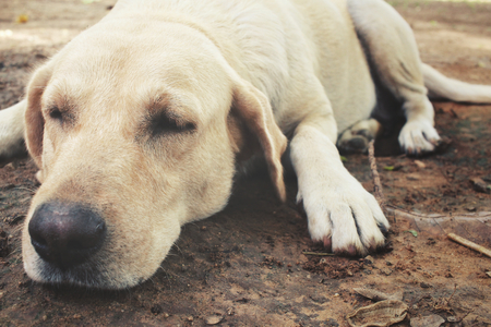 Labrador dogの写真素材
