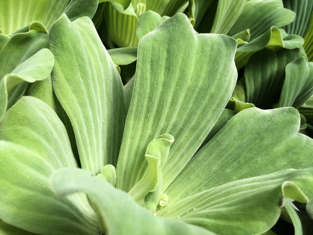 Fern leavesの写真素材