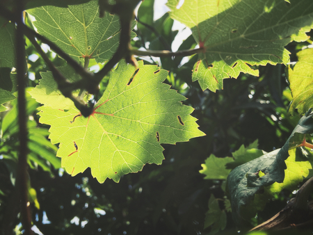 Grape leavesの写真素材