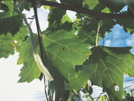 Grape leavesの写真素材