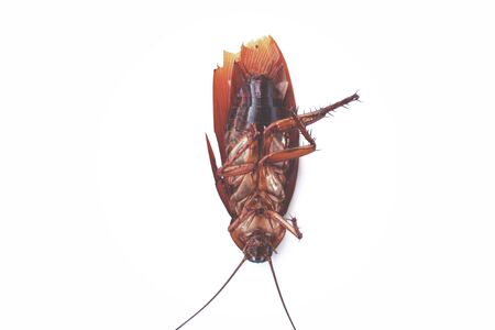 Cockroach isolatedの写真素材