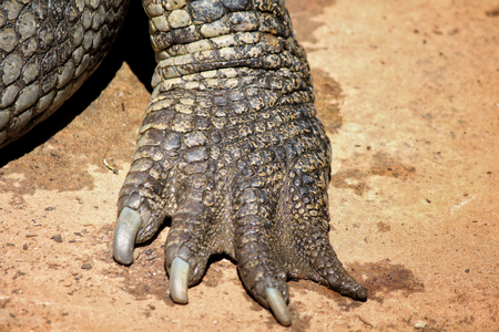 Foot of crocodileの写真素材