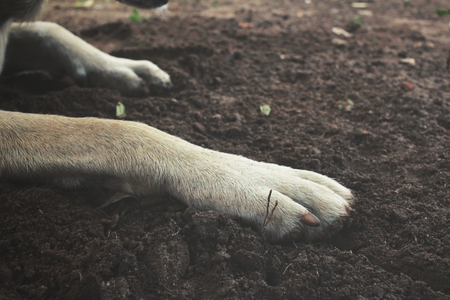 Dog footの写真素材