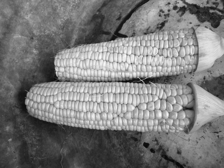 Fresh cornの写真素材