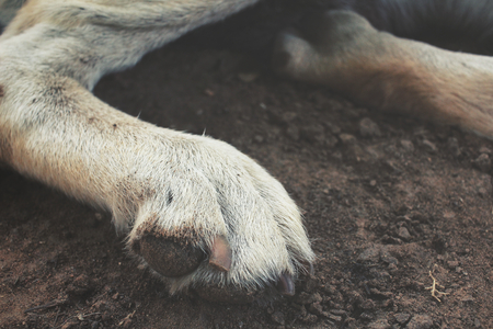 Dog footの写真素材
