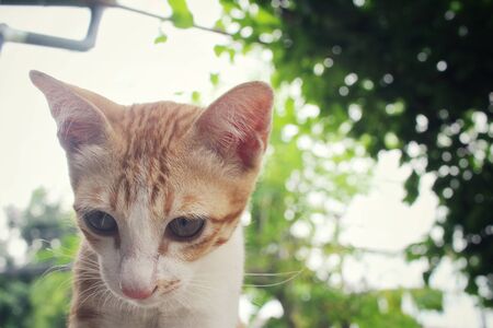 Kittenの写真素材