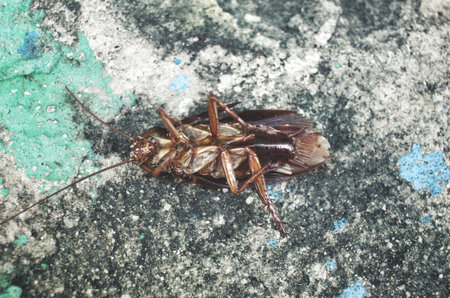 Cockroach