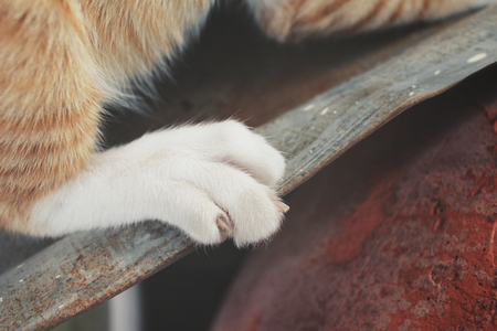 Feet of catの写真素材