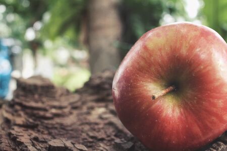 Red appleの写真素材