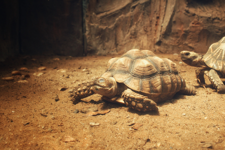 Turtleの写真素材