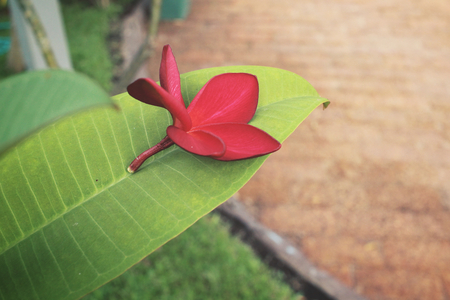 Red frangipani flowerの写真素材
