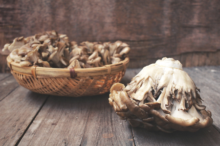 Miyake mushroomsの写真素材