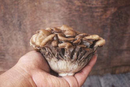 Miyake mushroomsの写真素材