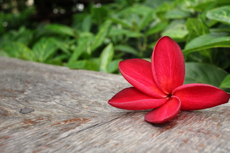 Red frangipani flowerの写真素材