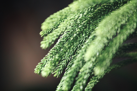Green leavesの写真素材
